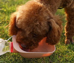 Outdoor Pet Water Bowl